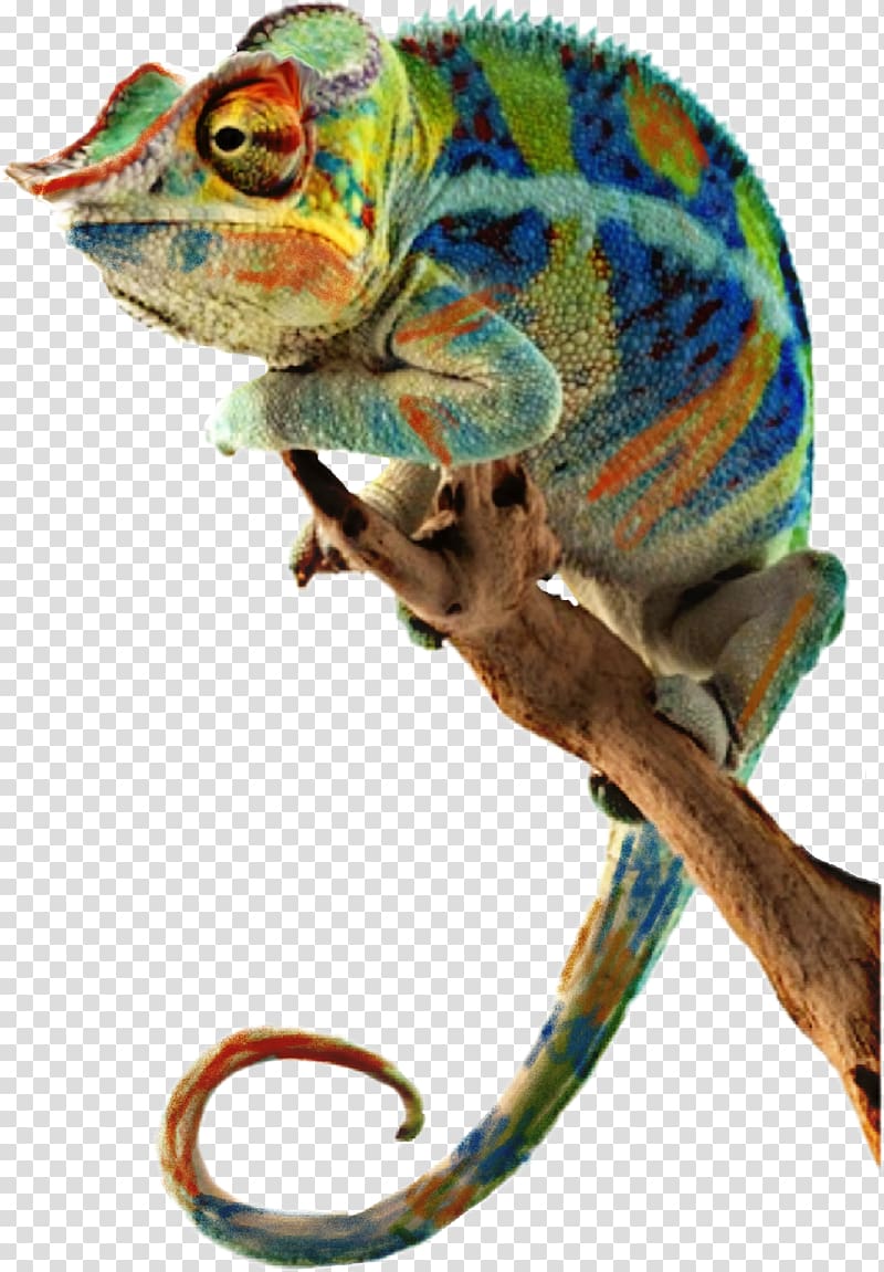 Panther chameleon Reptile Lizard Common Iguanas Ambanja, lizard transparent background PNG clipart
