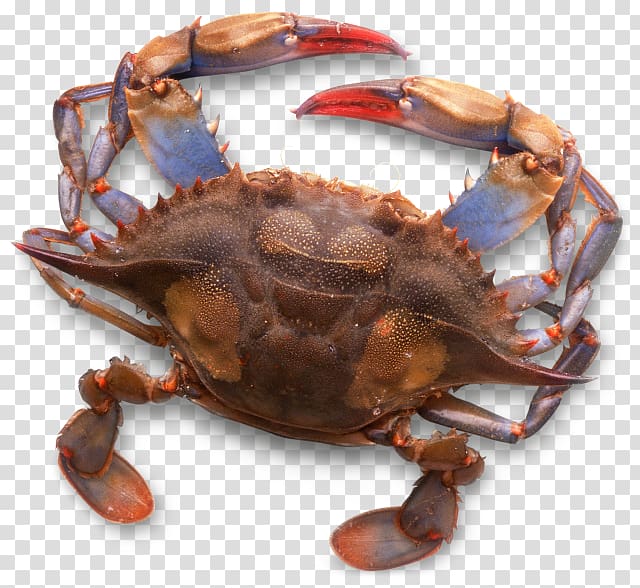 Dungeness crab Chesapeake blue crab Freshwater crab Exoskeleton, crab transparent background PNG clipart