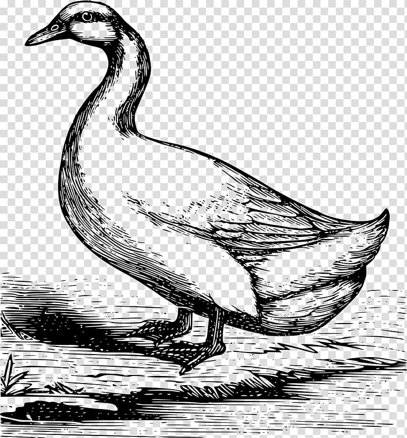 Duck American Pekin Drawing Sketch, duck transparent background PNG clipart