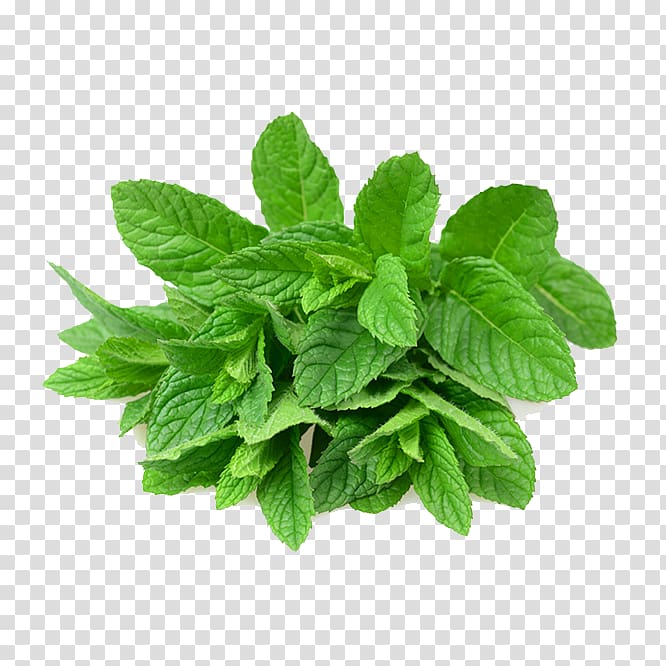 Mentha spicata Peppermint Leaf Menthol, Leaf transparent background PNG clipart