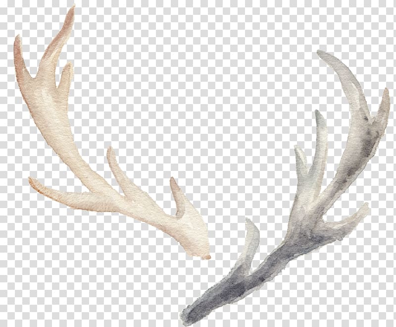 hand-painted watercolor antlers transparent background PNG clipart