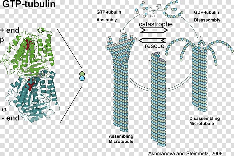 Microtubule Tubulin Cytoskeleton Kinetochore Dimer, wall effect transparent background PNG clipart