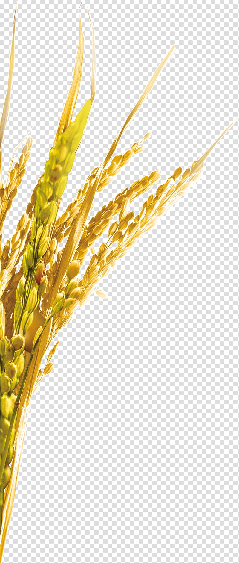 wheat , Emmer Rice Oat, Rice transparent background PNG clipart