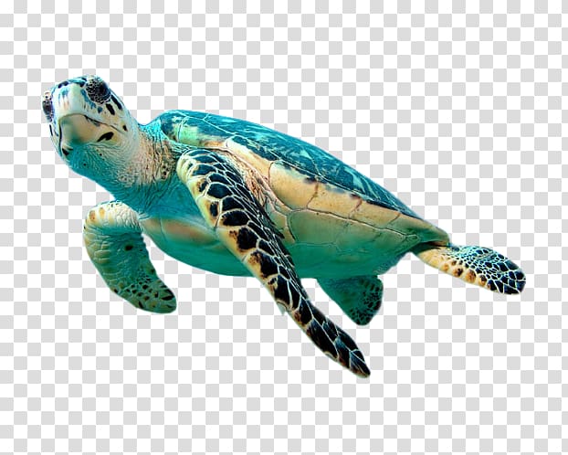 Green sea turtle, Hawksbill sea turtle Green sea turtle , Turtle ...