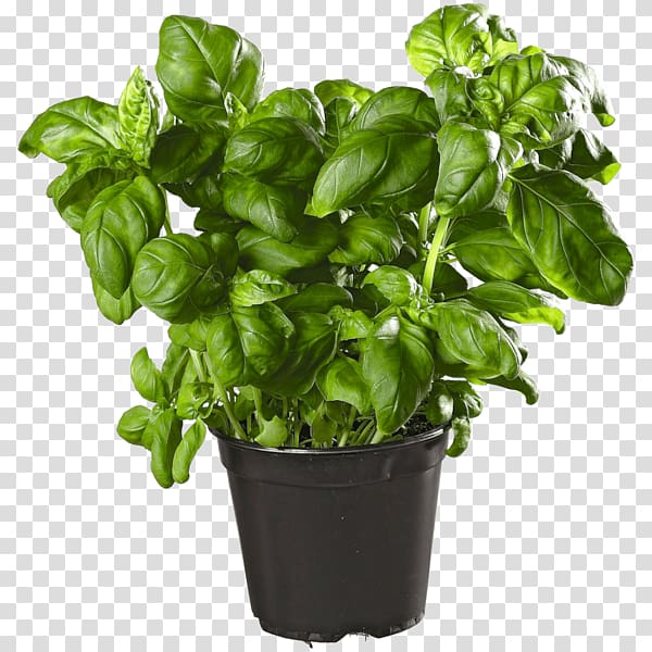 Basil Myrtle Overland Nurseries Groundcover Vegetable, vegetable transparent background PNG clipart