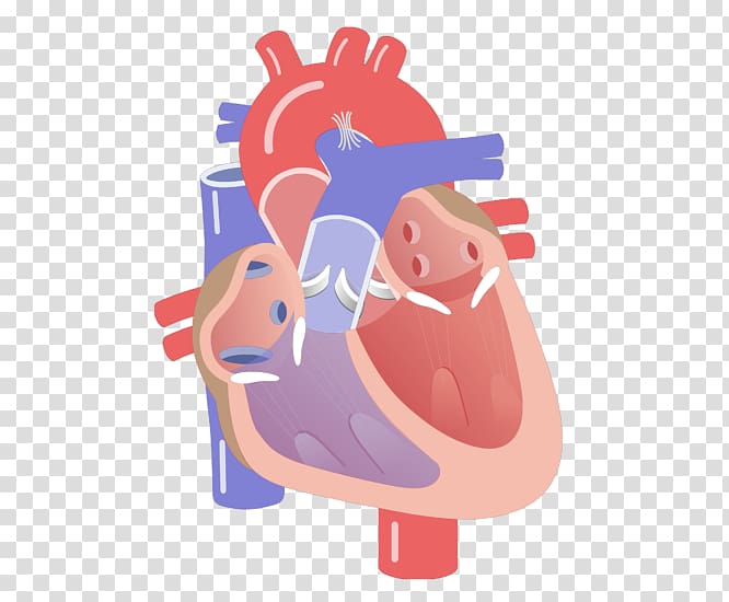 Anatomy Heart valve Cardiac cycle Diagram, heart transparent background PNG clipart