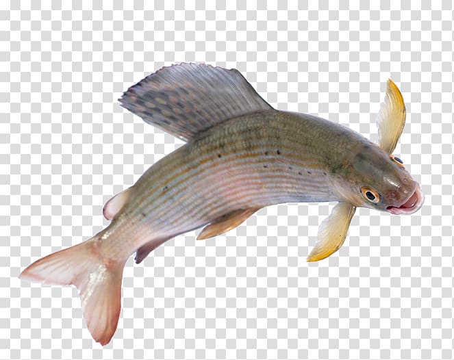 Arctic grayling Salmonids Dolly Varden trout, fish transparent background PNG clipart
