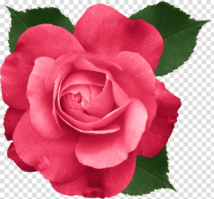 Mother\'s Day Rose Father\'s Day , mother\'s day transparent background PNG clipart