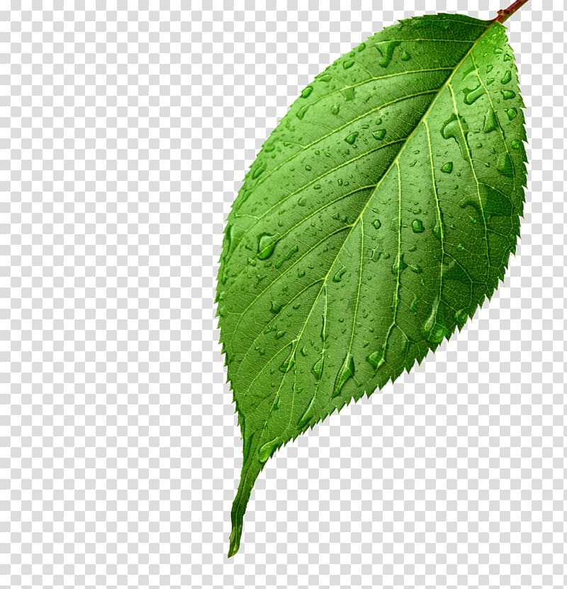 green leaf, Light Leaf Green Drop Dew, Apple leaves,Apple leaves transparent background PNG clipart