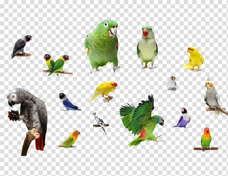 Bird Parrots Macaw, Flying Bird transparent background PNG clipart