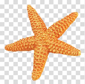 orange starfish illustration, Starfish Orange transparent background PNG clipart