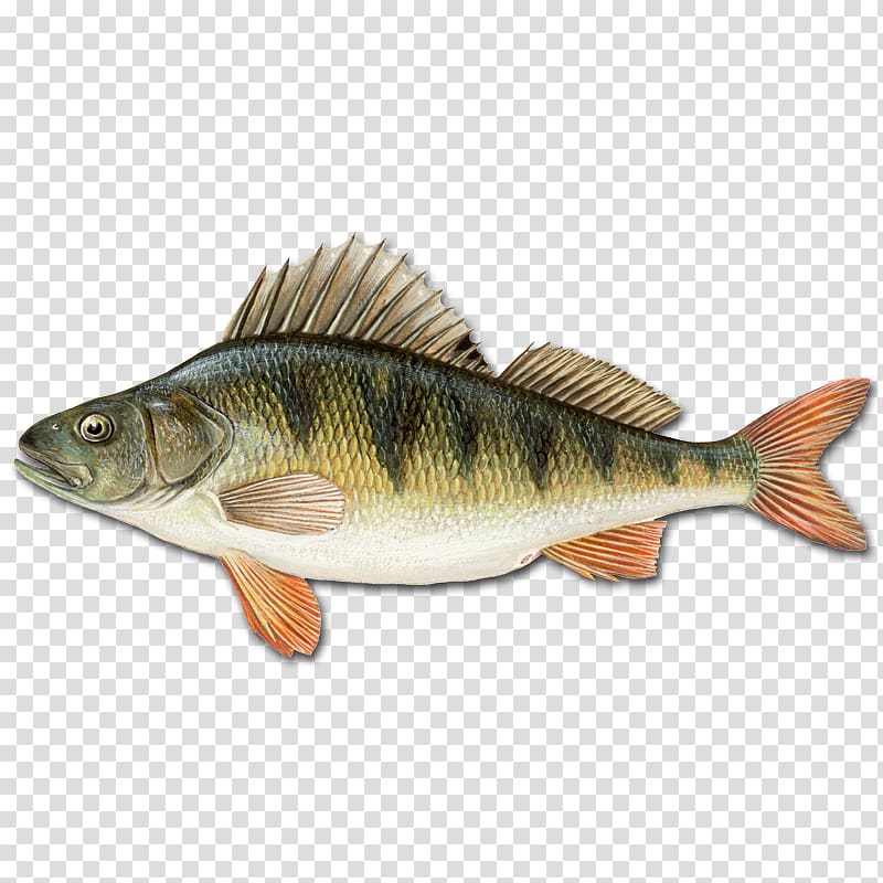 Northern pike Darter Deeper Fishfinder Angling, fish transparent background PNG clipart