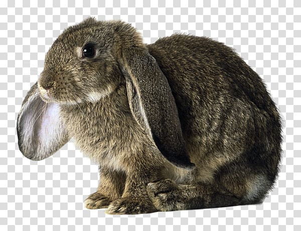 Domestic rabbit Holland Lop Basset Hound German Lop, rabbit transparent background PNG clipart