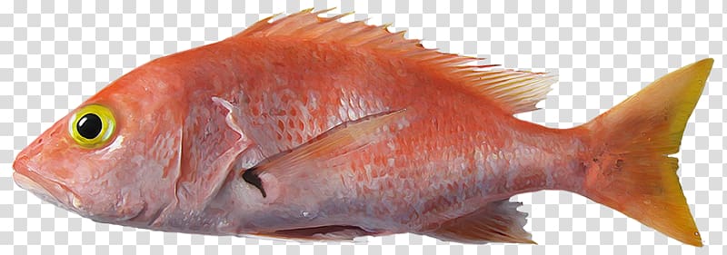 Northern red snapper Fish products Marine biology Fauna, Nombre Cientxedfico transparent background PNG clipart