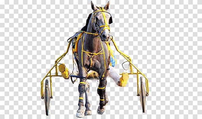 Horse Harnesses Bridle Harness racing Horse racing, a collar for a horse transparent background PNG clipart
