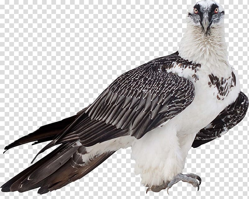 Bird of prey Bearded vulture , Bird transparent background PNG clipart