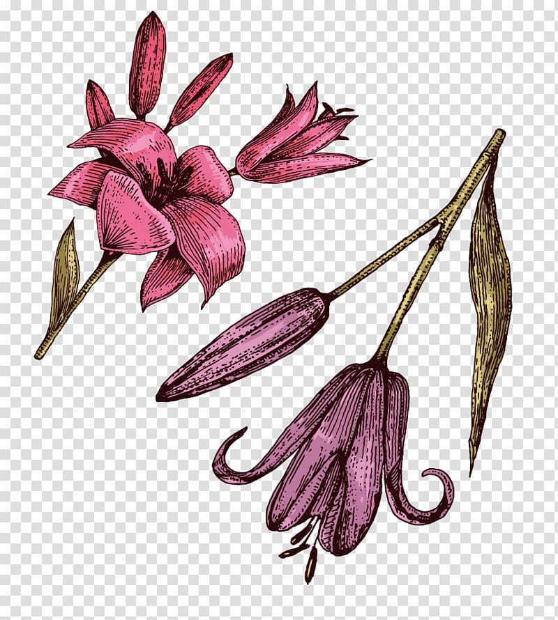 Petal Lilium Purple Red, Dripping bright lily transparent background PNG clipart