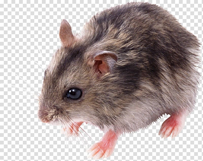 Rat Mouse , little mouse, rat transparent background PNG clipart