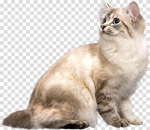 American Bobtail Australian Mist American Wirehair The Rabbi\'s Cat Whiskers, Look up to the cat transparent background PNG clipart
