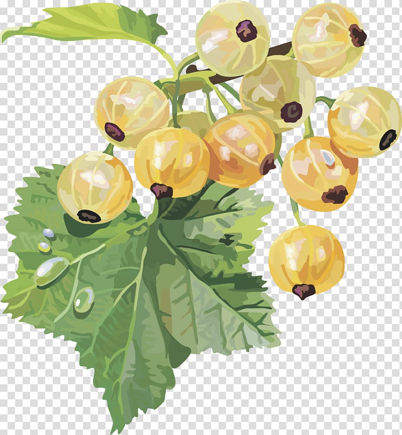 Gooseberry Frutti di bosco Redcurrant Blackcurrant White currant, lantern fruit transparent background PNG clipart