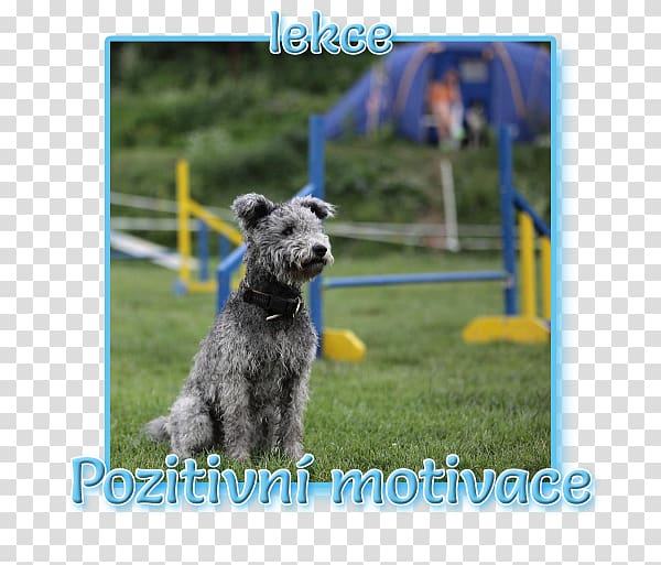 Miniature Schnauzer Standard Schnauzer Lakeland Terrier Glen Kerry Blue Terrier, Dog sport transparent background PNG clipart