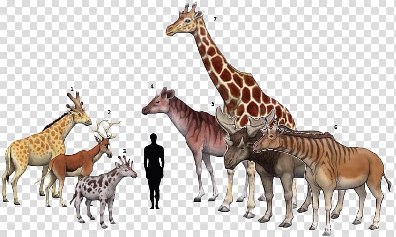 Giraffe Centrosaurus Chasmosaurus Torosaurus Climacoceras, giraffe transparent background PNG clipart
