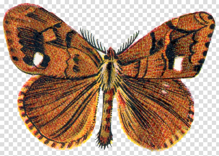 Silkworm Butterfly Gossamer-winged butterflies Rusty tussock moth, butterfly transparent background PNG clipart