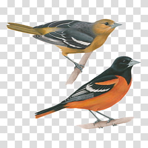 Oriole PNG, Vector, PSD, and Clipart With Transparent Background for Free  Download