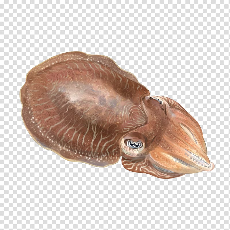 Cuttlefish Cephalopod Mantle Sepiola, sepia transparent background PNG clipart