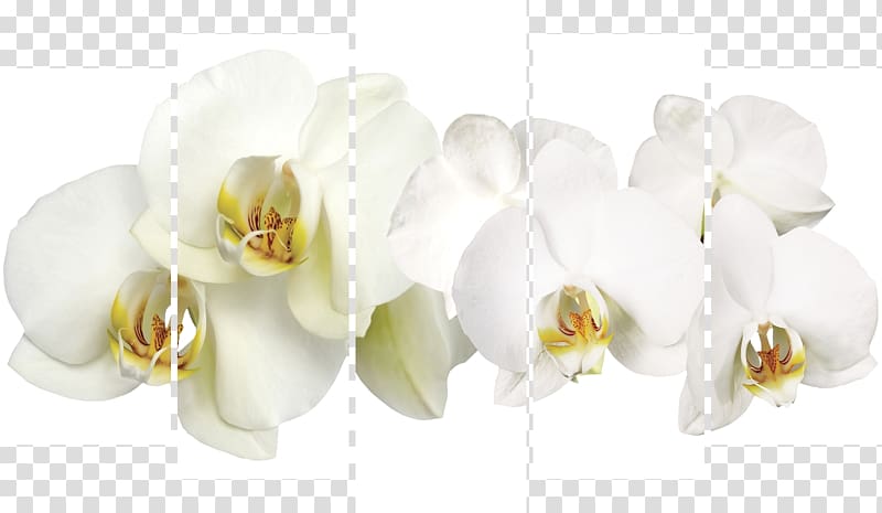 Okna Zapolyar\'ya Cut flowers Moth orchids, orchid transparent background PNG clipart