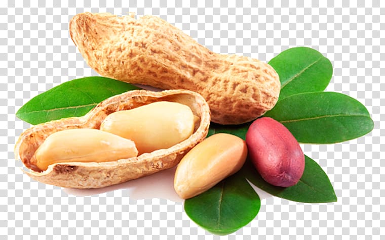 brown nut, Peanut House Peanut oil , Peanut transparent background PNG clipart