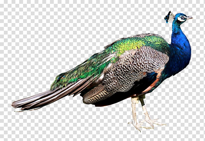 Bird Peafowl, Peacock transparent background PNG clipart