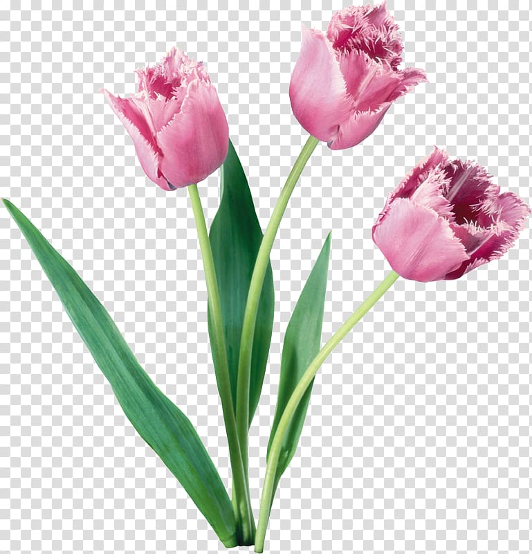 Tulips in a Vase Flower Rose , tulip transparent background PNG clipart