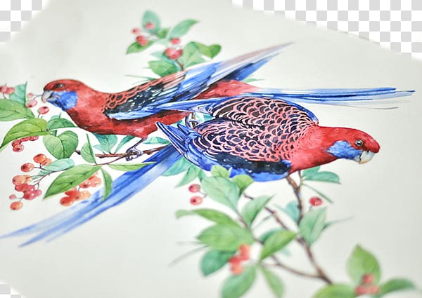 Crimson Rosella Bird Parrot Watercolor painting Illustration, Fly together transparent background PNG clipart