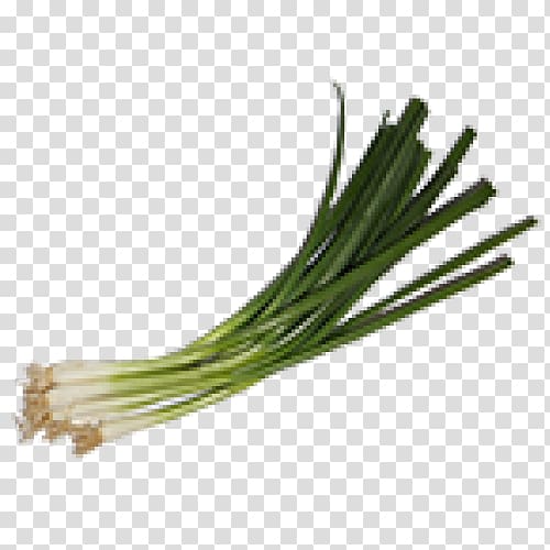 Allium fistulosum Onion Scallion Vegetable Insecticide, Hydro transparent background PNG clipart