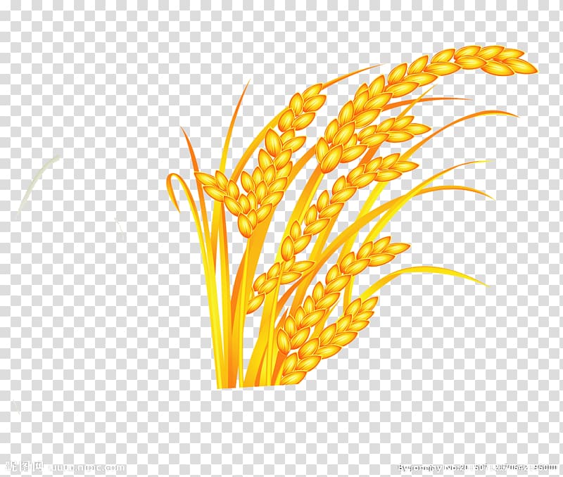 Oryza sativa Rice Gold, Rice transparent background PNG clipart