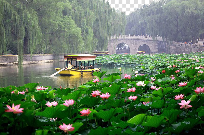 Beihai Park Forbidden City Jingshan Park Tourism, Beihai Park Lotus transparent background PNG clipart