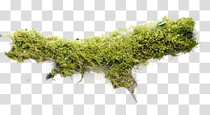 Moss transparent background PNG cliparts free download | HiClipart