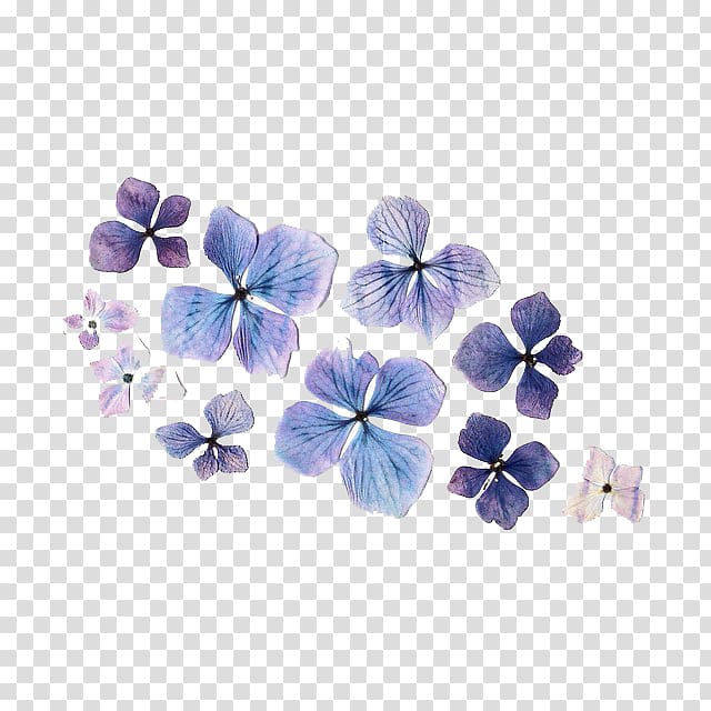 purple dried flowers transparent background PNG clipart