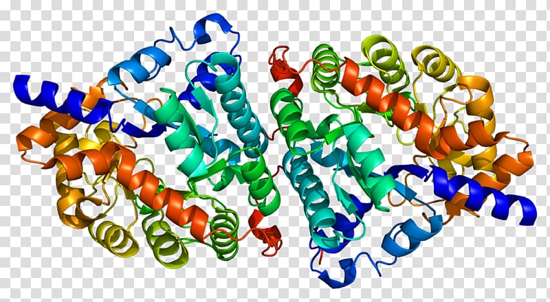 Dipeptidase 1 Membrane dipeptidase Dipeptide Hydrolysis, others transparent background PNG clipart