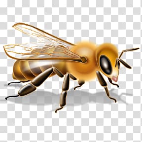 Bee transparent background PNG clipart