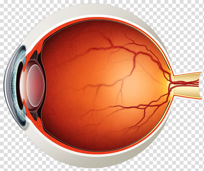 Retinal detachment Posterior vitreous detachment Mydriasis Symptom, Eye transparent background PNG clipart