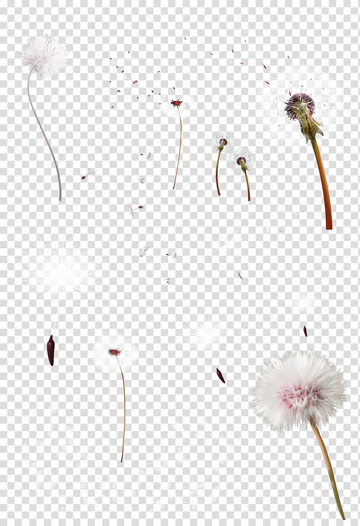 Dandelion Google , White fresh dandelion decorative pattern transparent background PNG clipart
