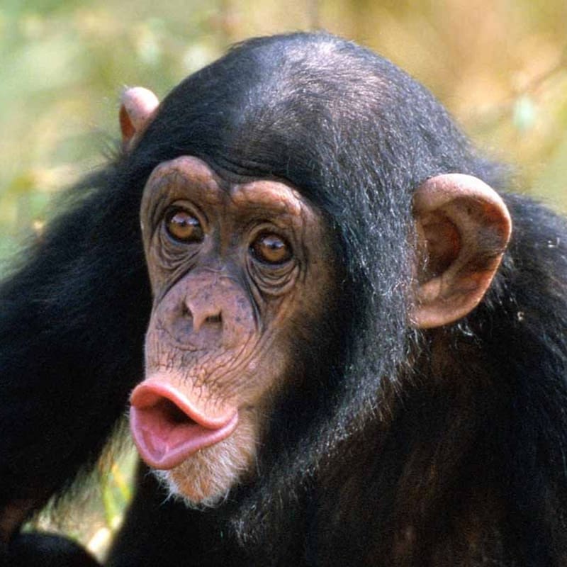 Common chimpanzee Ngamba Island Chimpanzee Sanctuary Primate Bonobo Gorilla, orangutan transparent background PNG clipart
