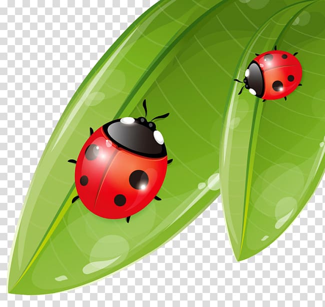 Coccinella septempunctata Ladybird Cartoon Illustration, ladybug transparent background PNG clipart
