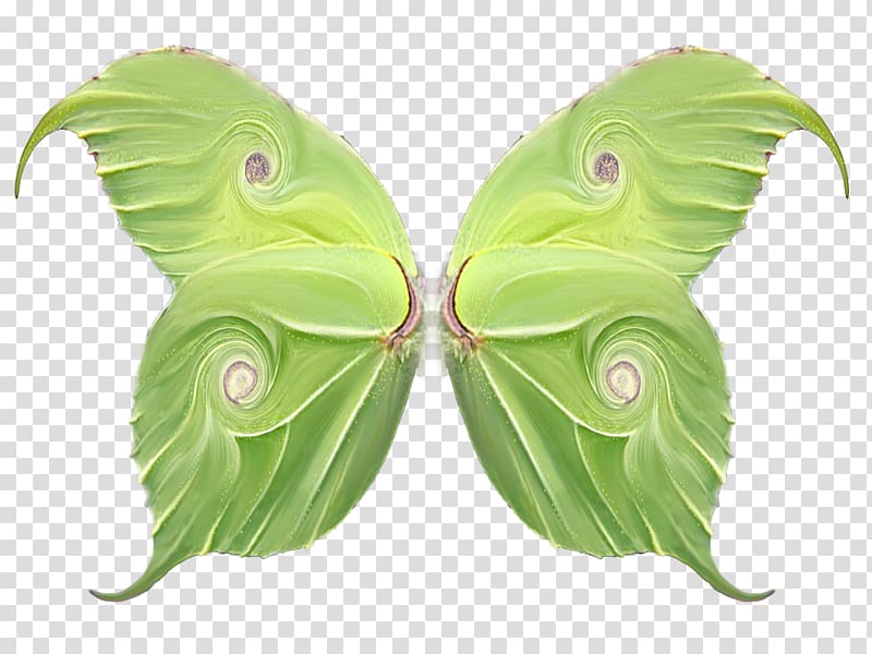 Butterfly Wing .de .net, wings transparent background PNG clipart