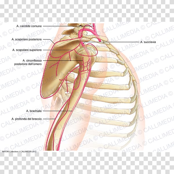 Thumb Shoulder Joint Arm Posterior humeral circumflex artery, arm transparent background PNG clipart