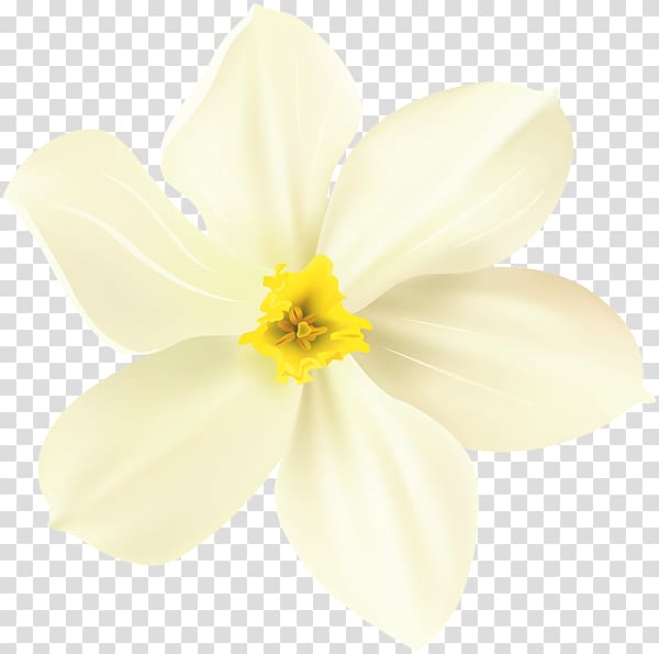 Flower , posters decorative flowers transparent background PNG clipart