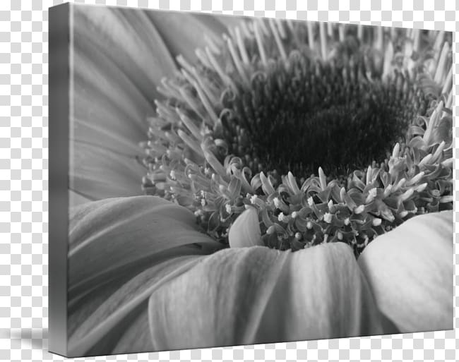 Still life Transvaal daisy , gerber daisy transparent background PNG clipart