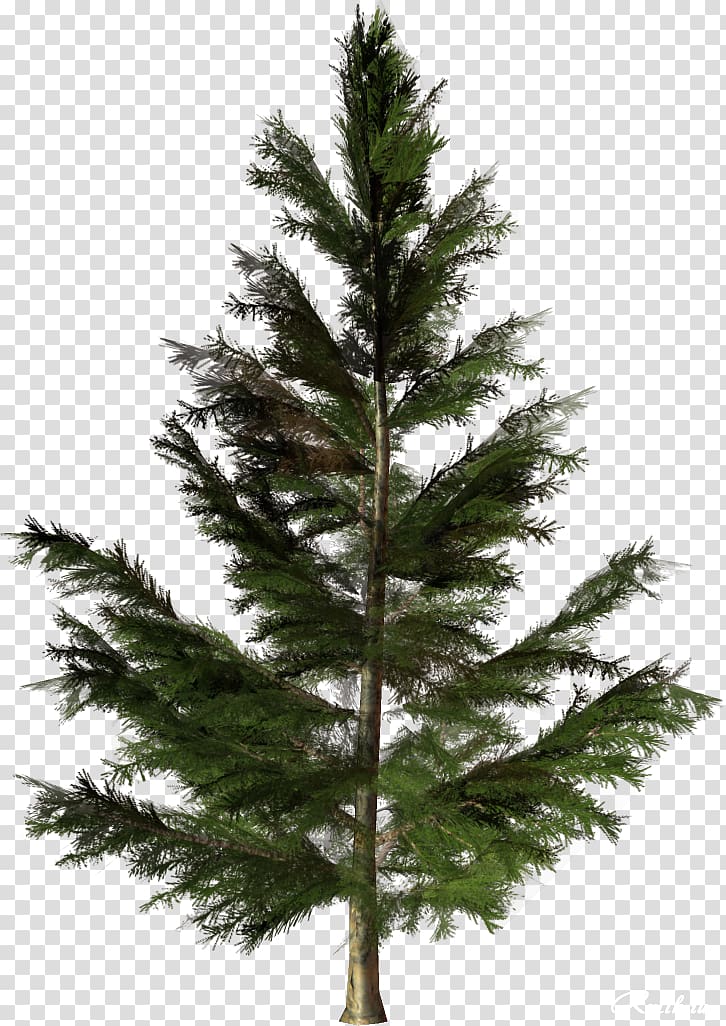 Tree Fir Conifers Pine Plant, vigor green trees transparent background PNG clipart